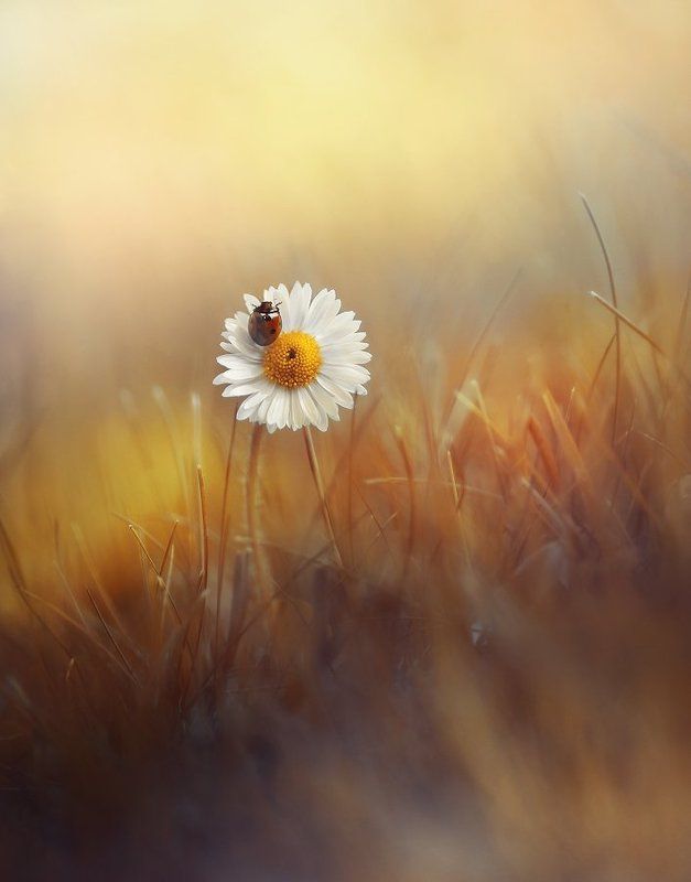 На встречу жаркому лету фото превью