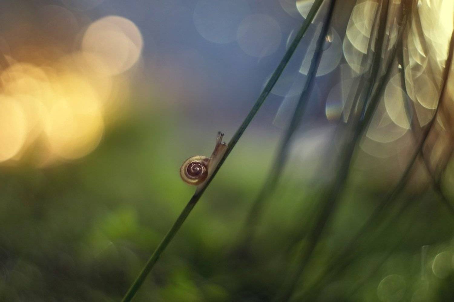 Макро, Природа, Рассвет, Улитка, Екатерина Науменко