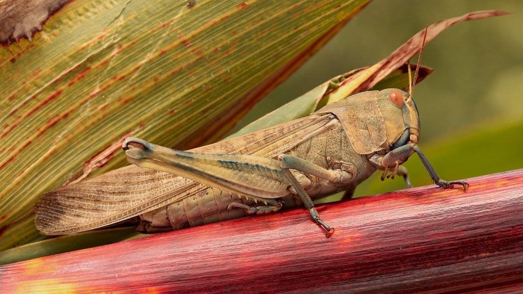 , Роман Рысь