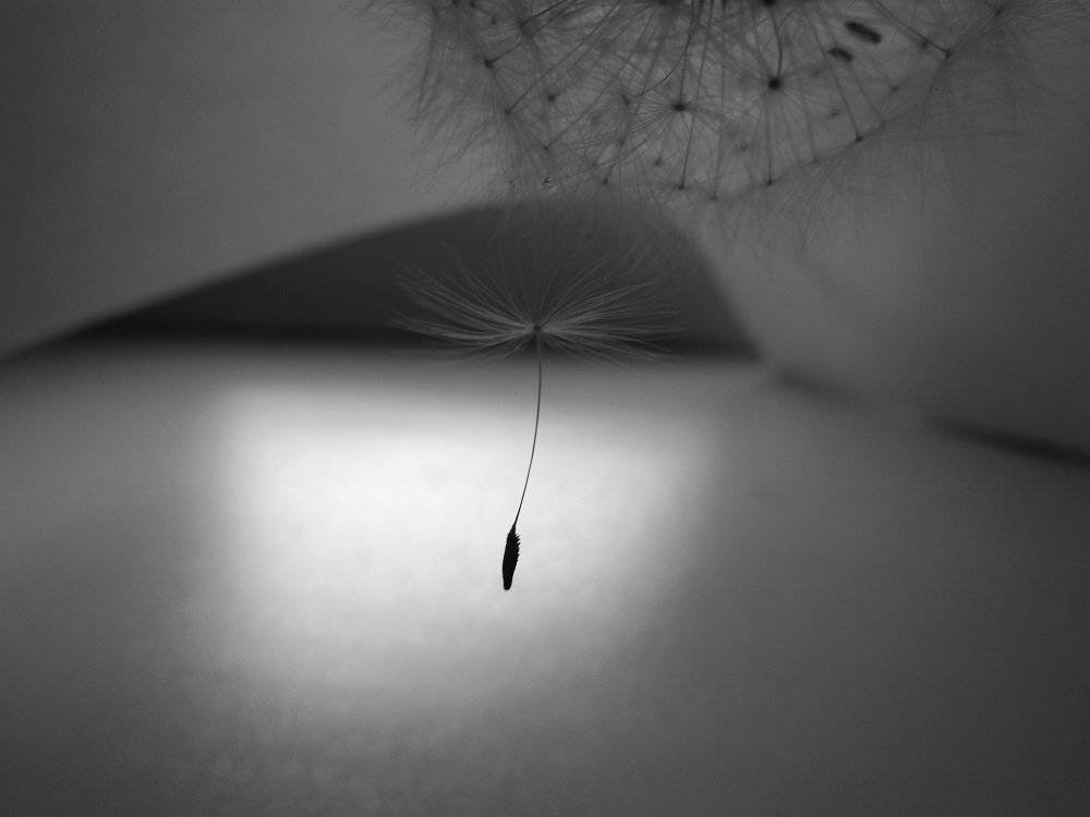 Blackandwhite, Dandelion, Flower, Light, Seed, Ксения