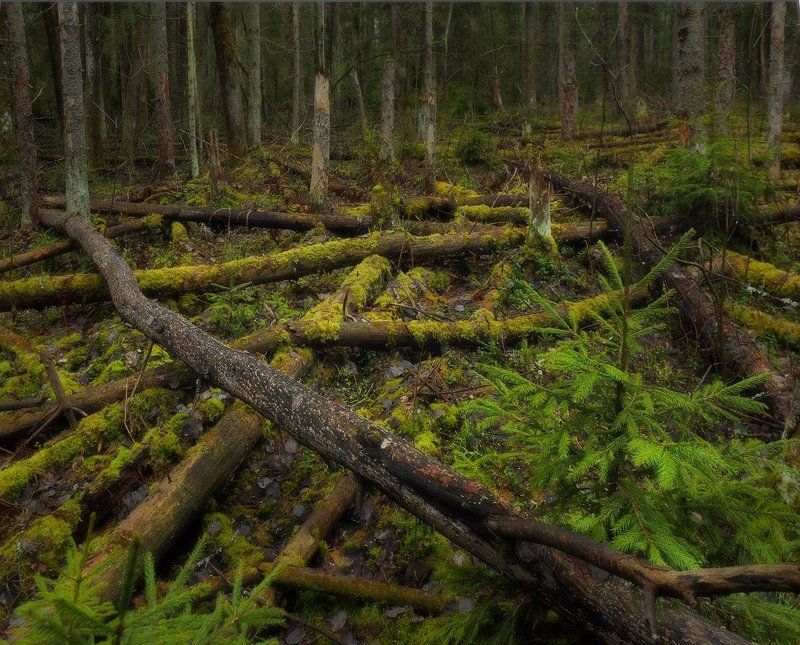 О вертикалях, диагоналях, горизонталях фото превью