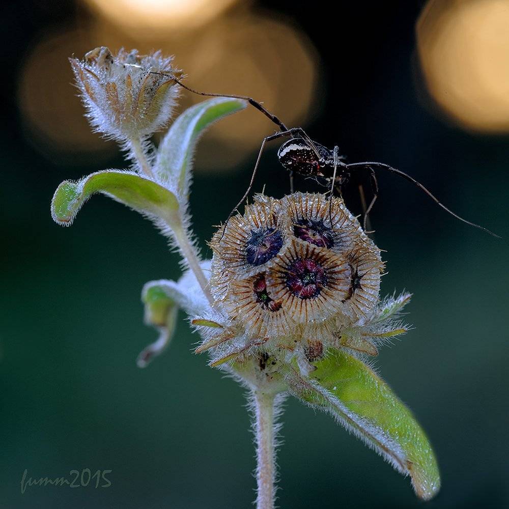 , Игорь ФУММ