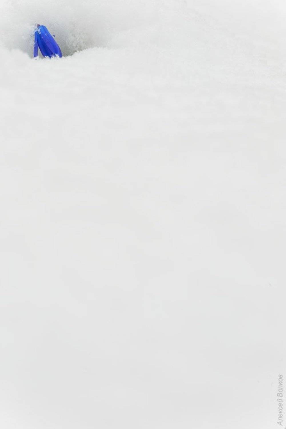 пролеска, снег, апрель, сцилла сибирская, воронеж, Алексей Волков