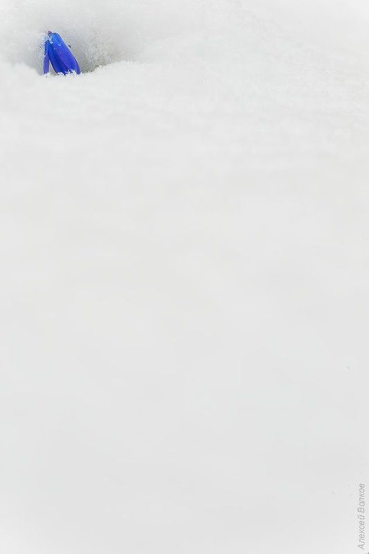 пролеска, снег, апрель, сцилла сибирская, воронеж Апрельские шалости фото превью