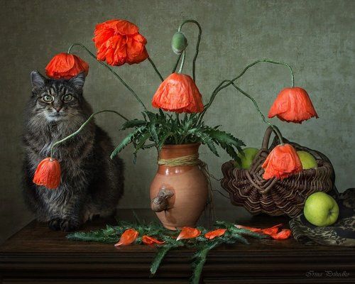 Котик- наркотик