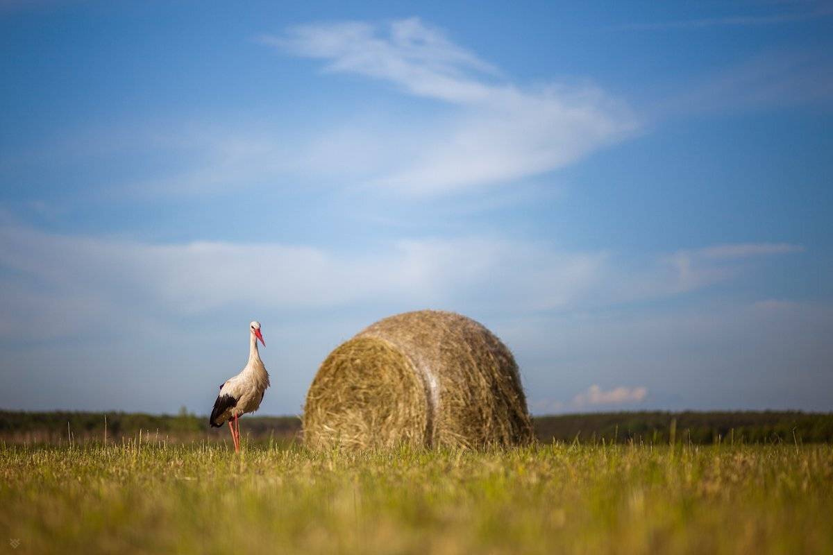straw, stork, sky, bird, wildlife, Wojciech Grzanka