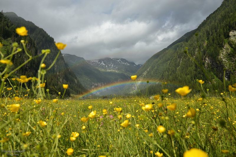 австрия, национальный парк высокий тауэрн, hohe tauern, alps, цветы, радуга, горы, лето в горах Радужное лето в Высоком Тауэрне фото превью