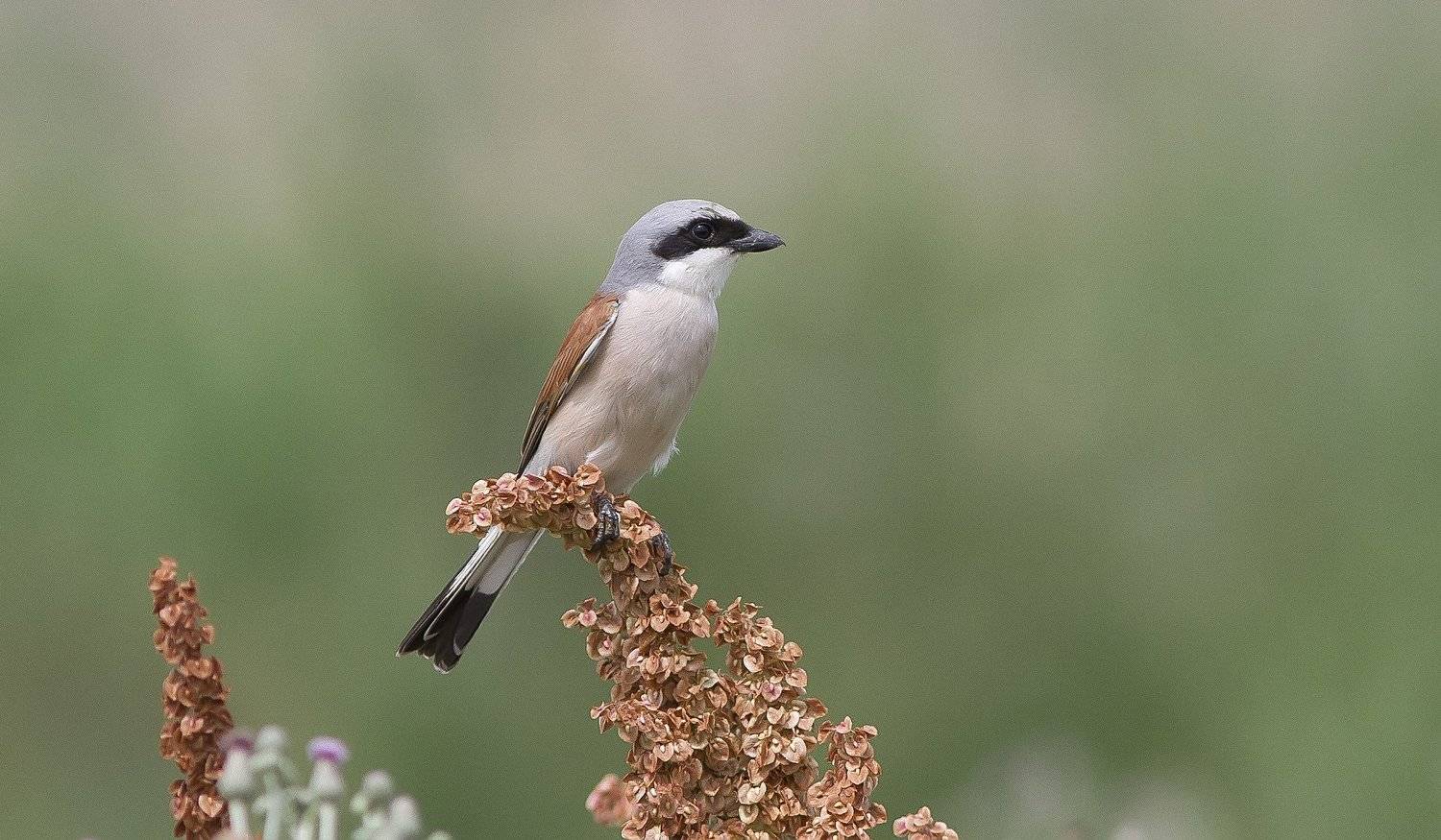 Сорокопут, жулан, Тесленко Игорь