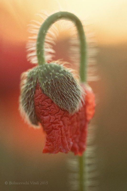 природа, маки, фотограф, Молдова Пламя маков. фото превью