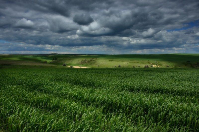 На хлебных полях фото превью