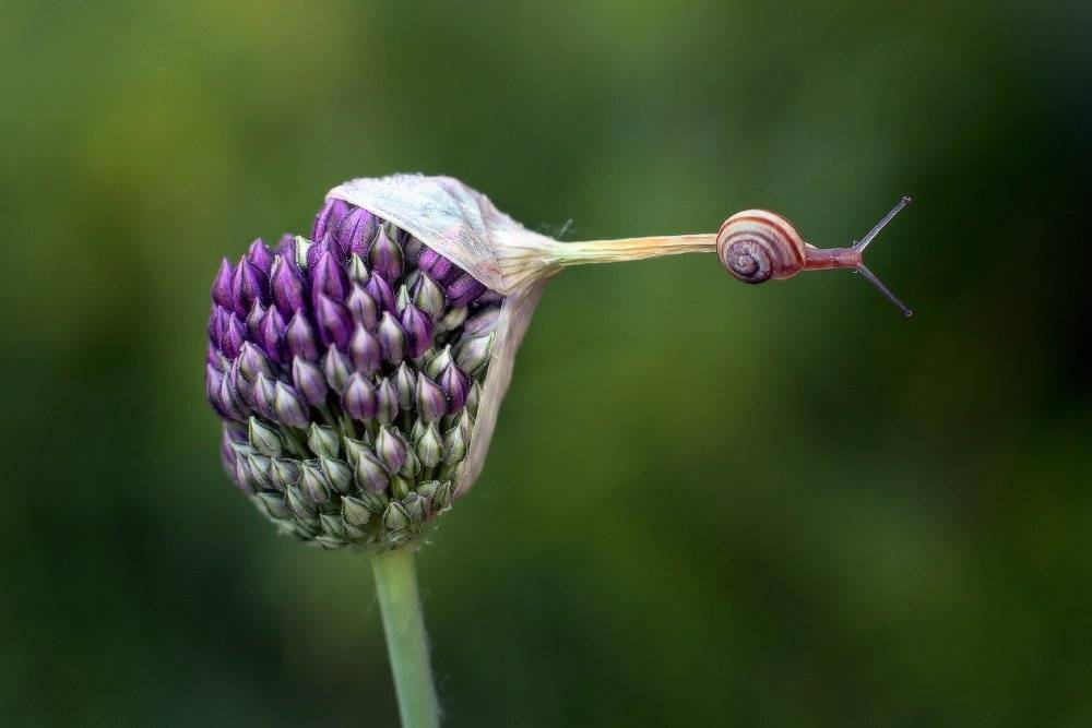 , Петриченко Валерий
