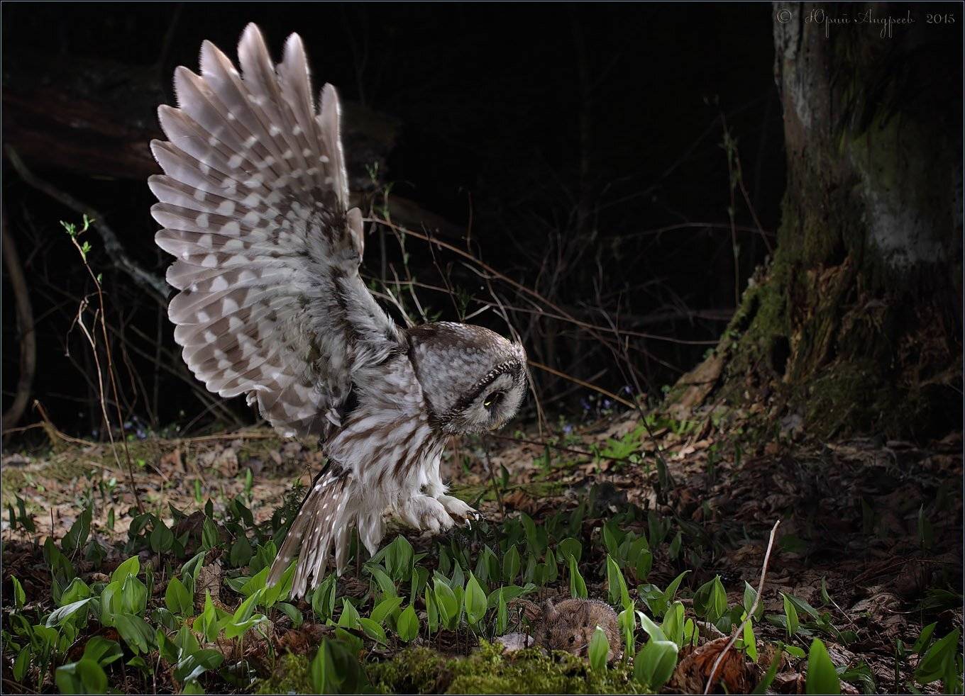 , Юрий Андреев