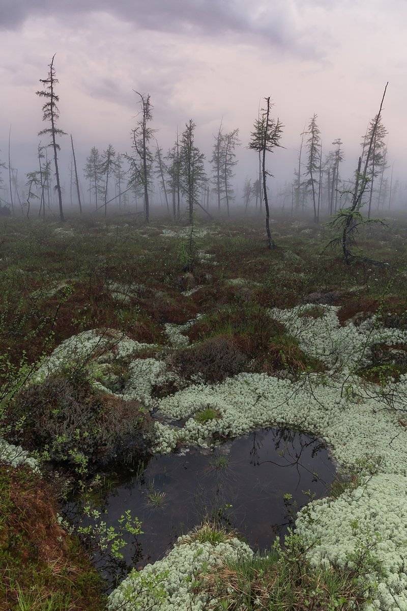 красноярский край, лиственница, озеро дюпкун, плато путорана, рассвет, север, туман, эвенкия, ягель, Кирилл Уютнов