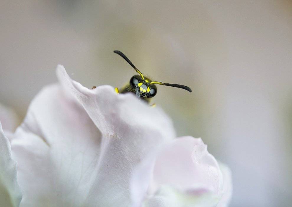 , Петрова Татьяна