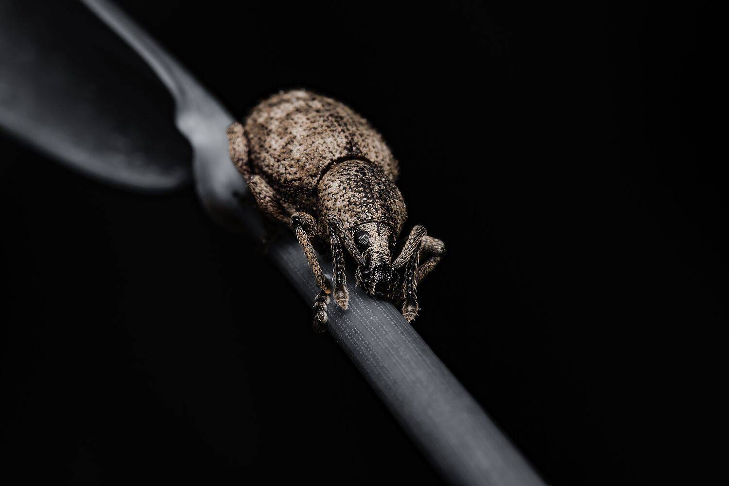 coleoptera, insect, insectphoto, insectmacro, macrophoto, macrophotography, nature, insectlovers, beetle, Stephane