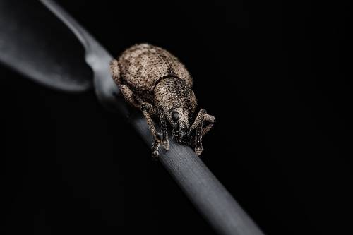 Black vine weevil