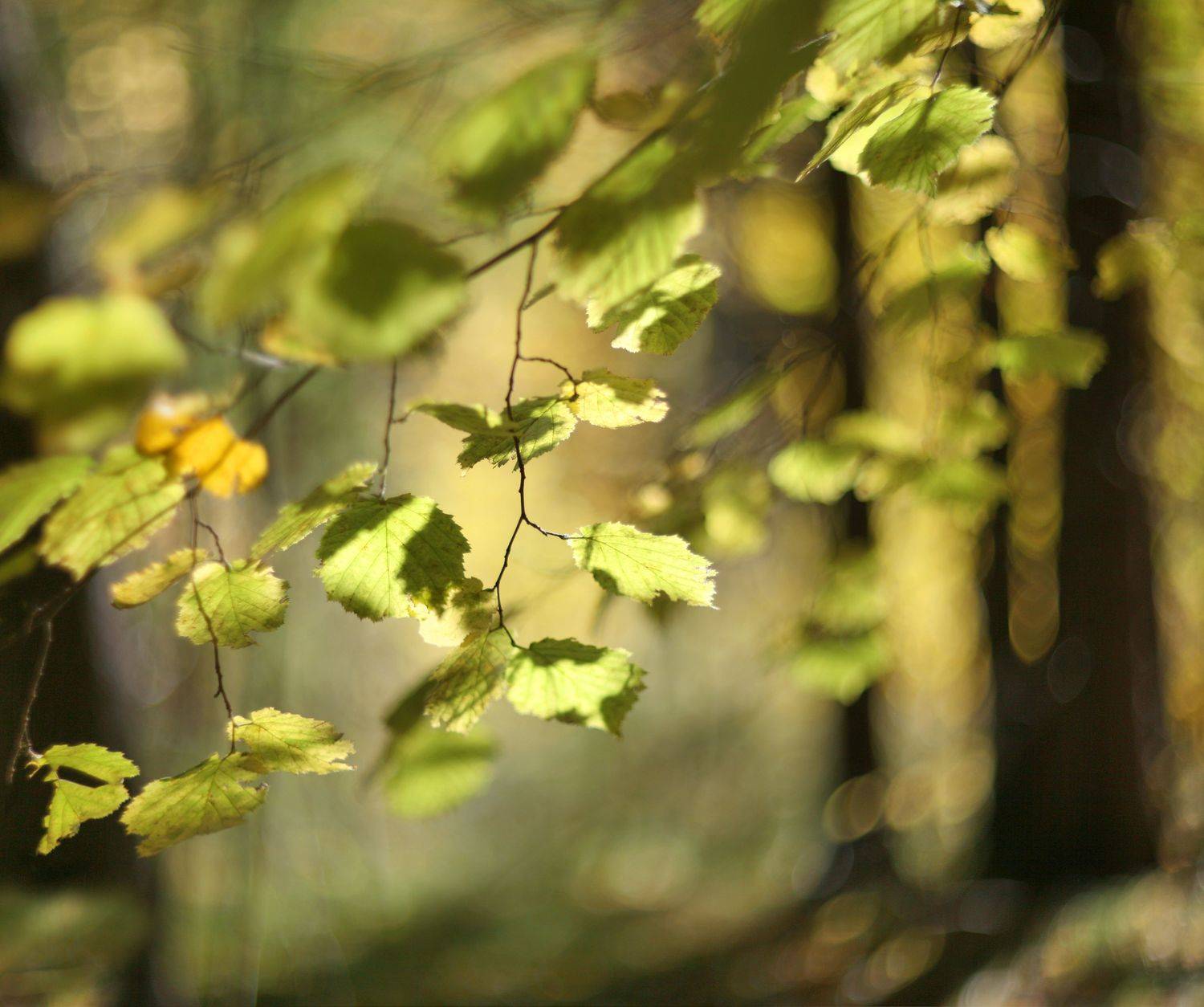 лес , свет, Александр Свистков