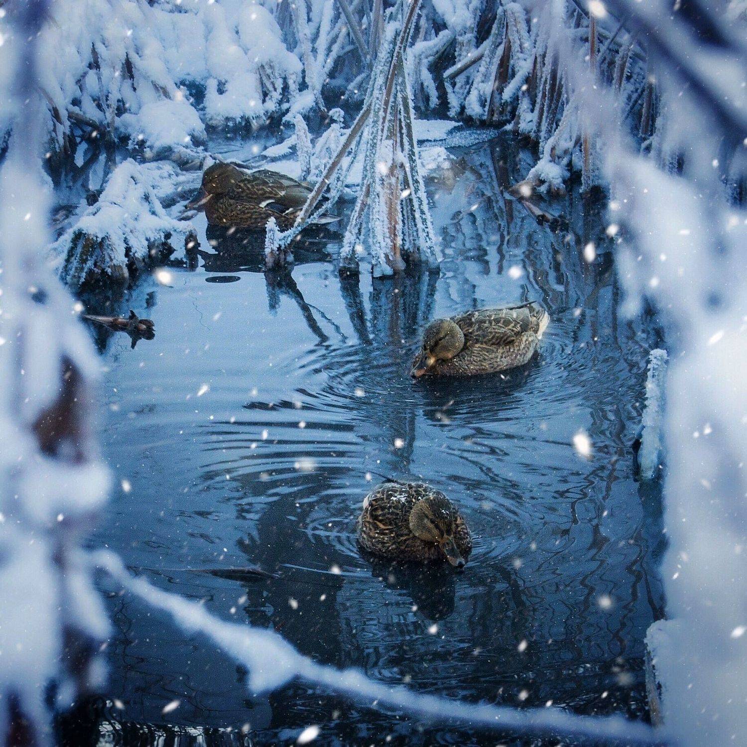 , Родион Рагозин