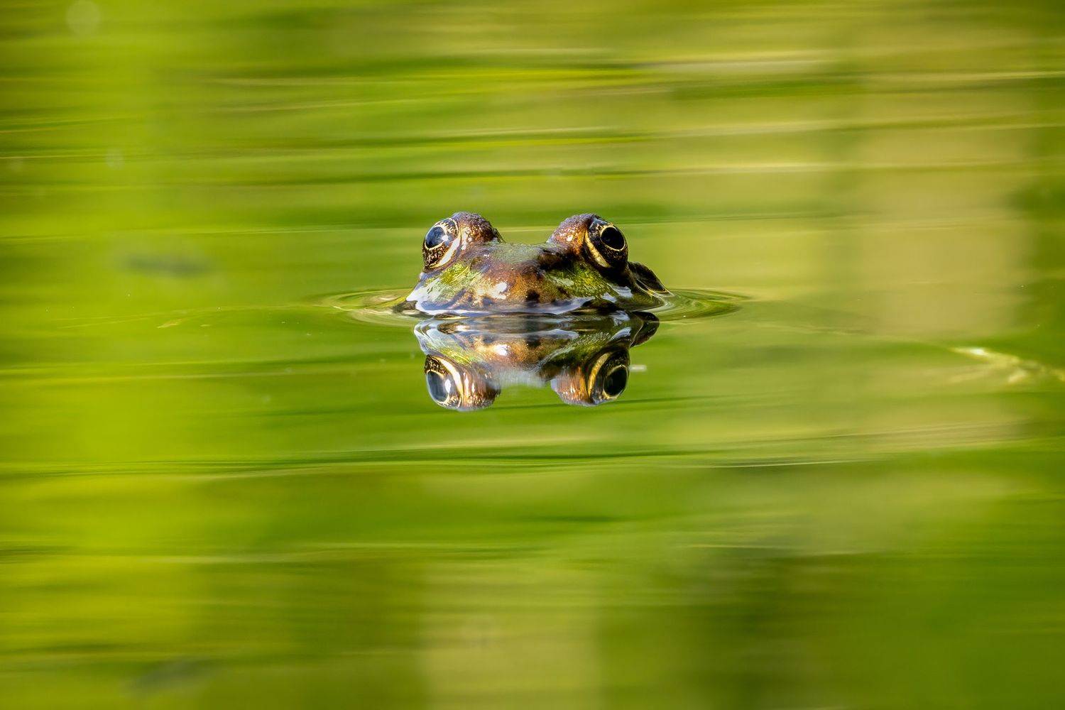 frog; batracian; animal; floating; nature, Sib&eacute;