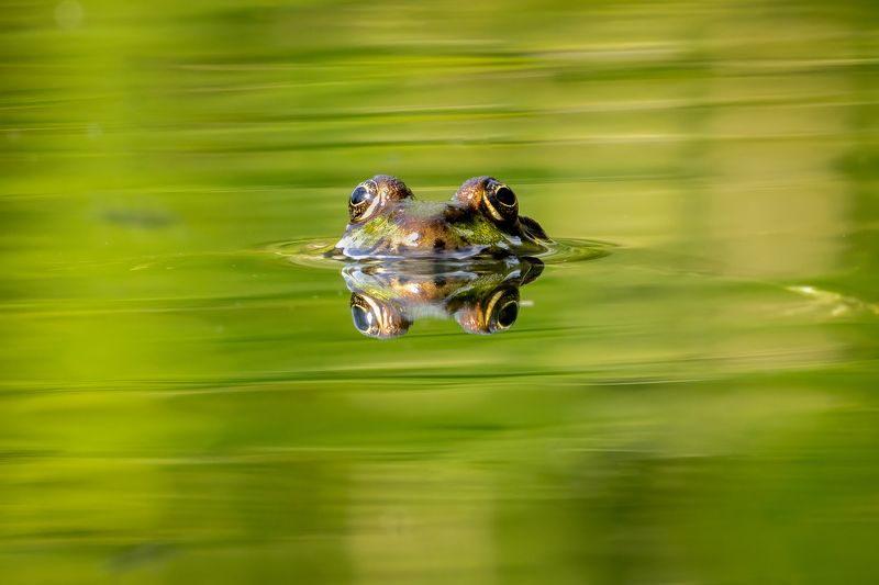 frog; batracian; animal; floating; nature Straight in the eyes фото превью