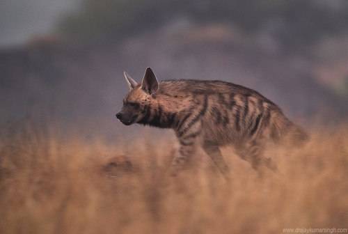 Hyena