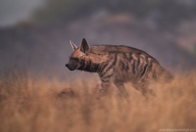 Hyena in early morning Hyena фото превью