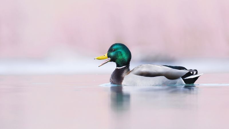 Кряковый селезень или Работа по манекену фото превью