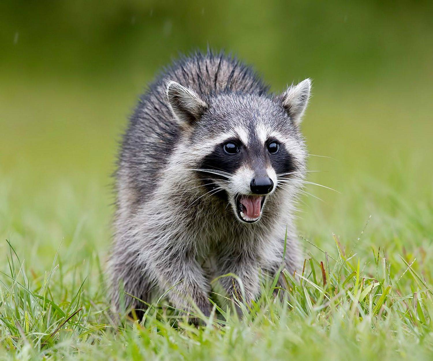 енот обыкновенный, енот-полоскун, raccoon, енот, дикие животные, животные, animals, Etkind Elizabeth