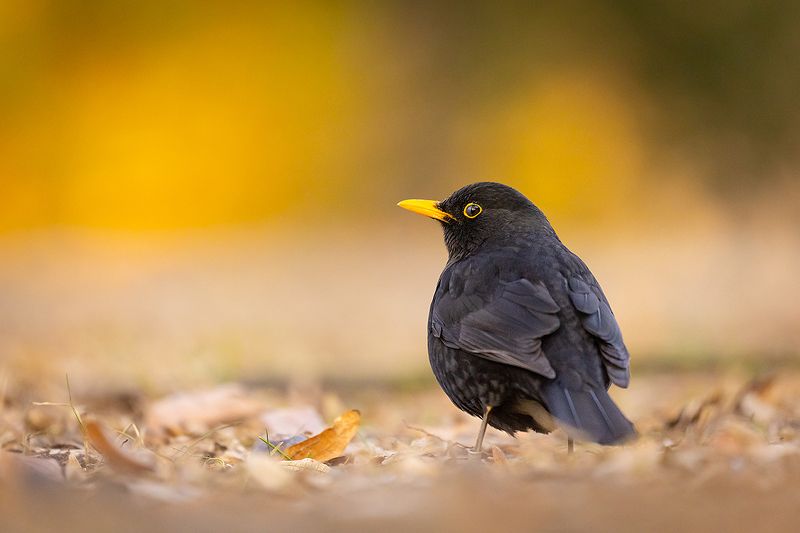 Blackbird