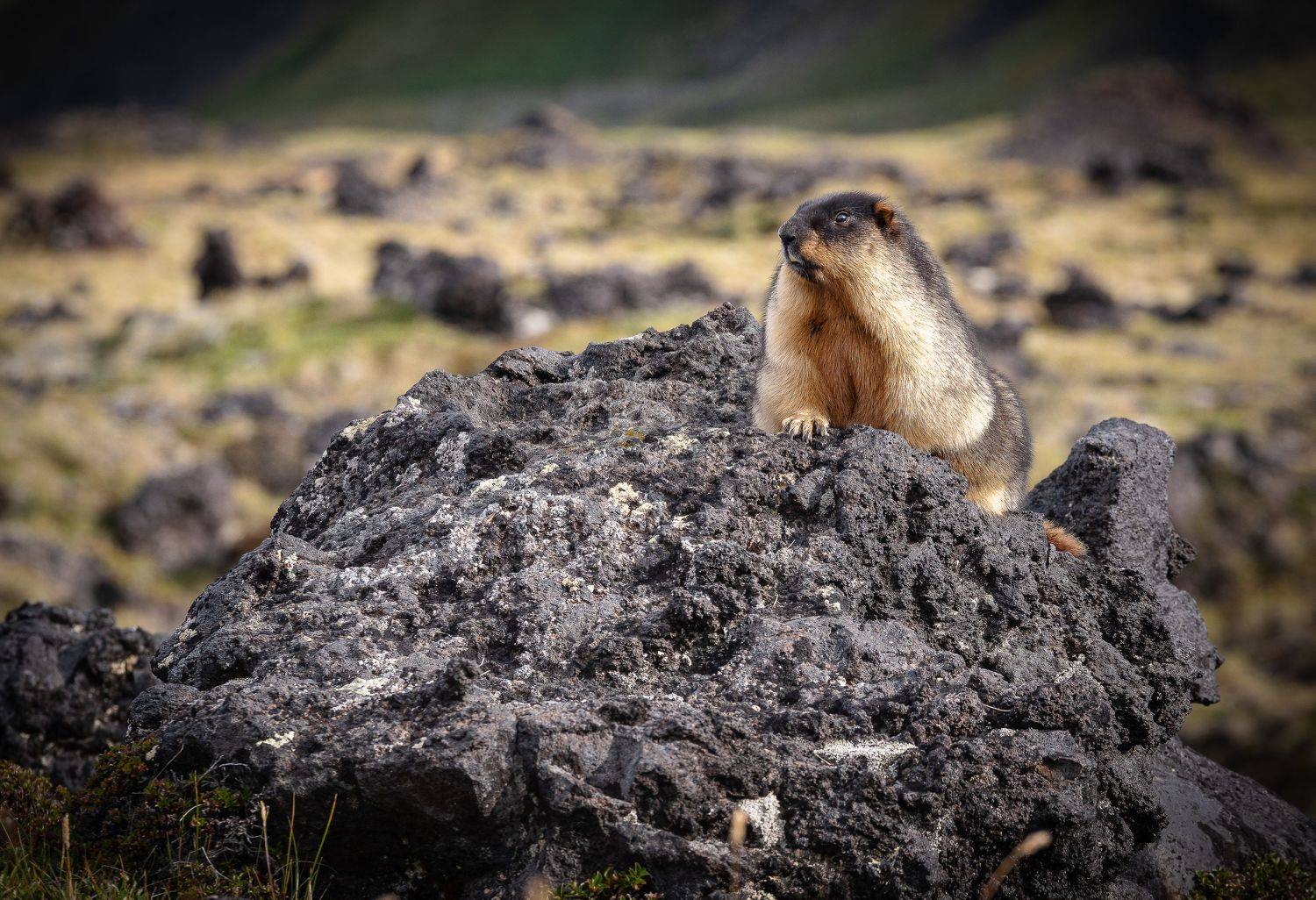 Камчатка, Denis Zakalyapin