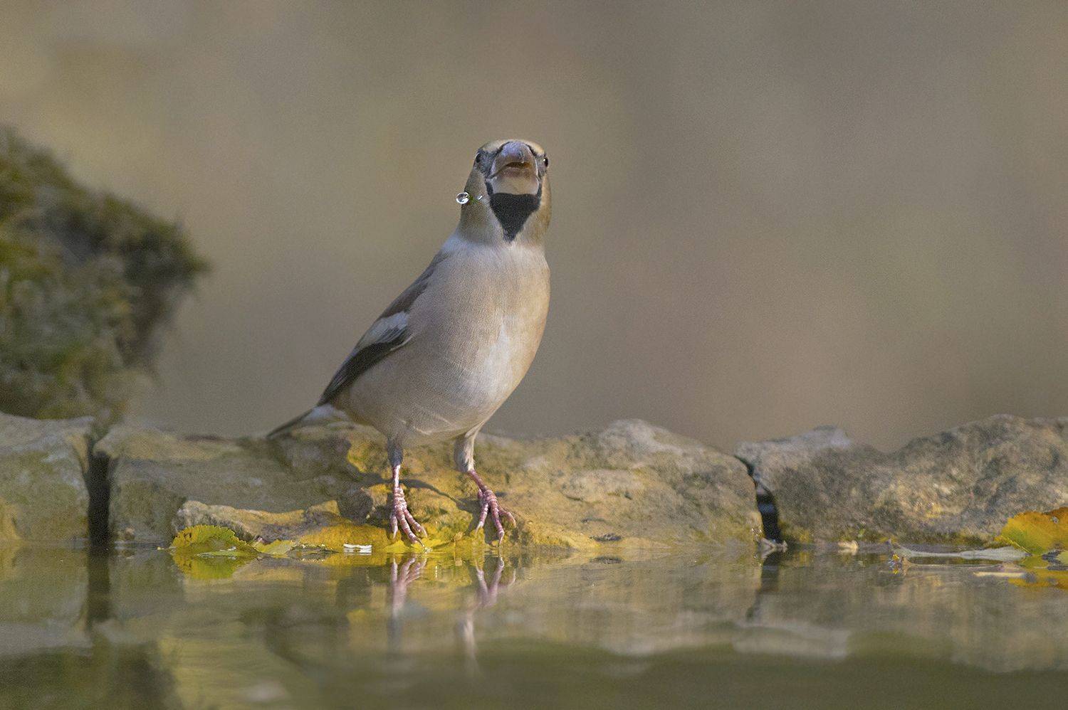 , Евгени Стефанов