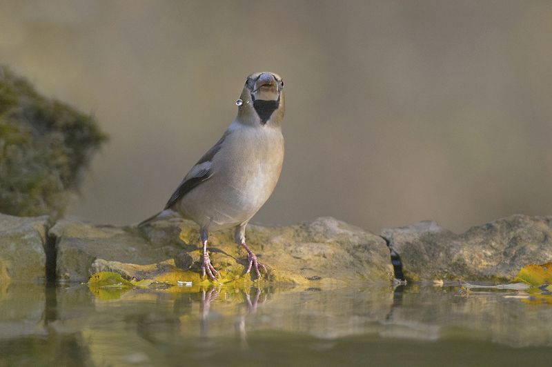 Дубонос фото превью