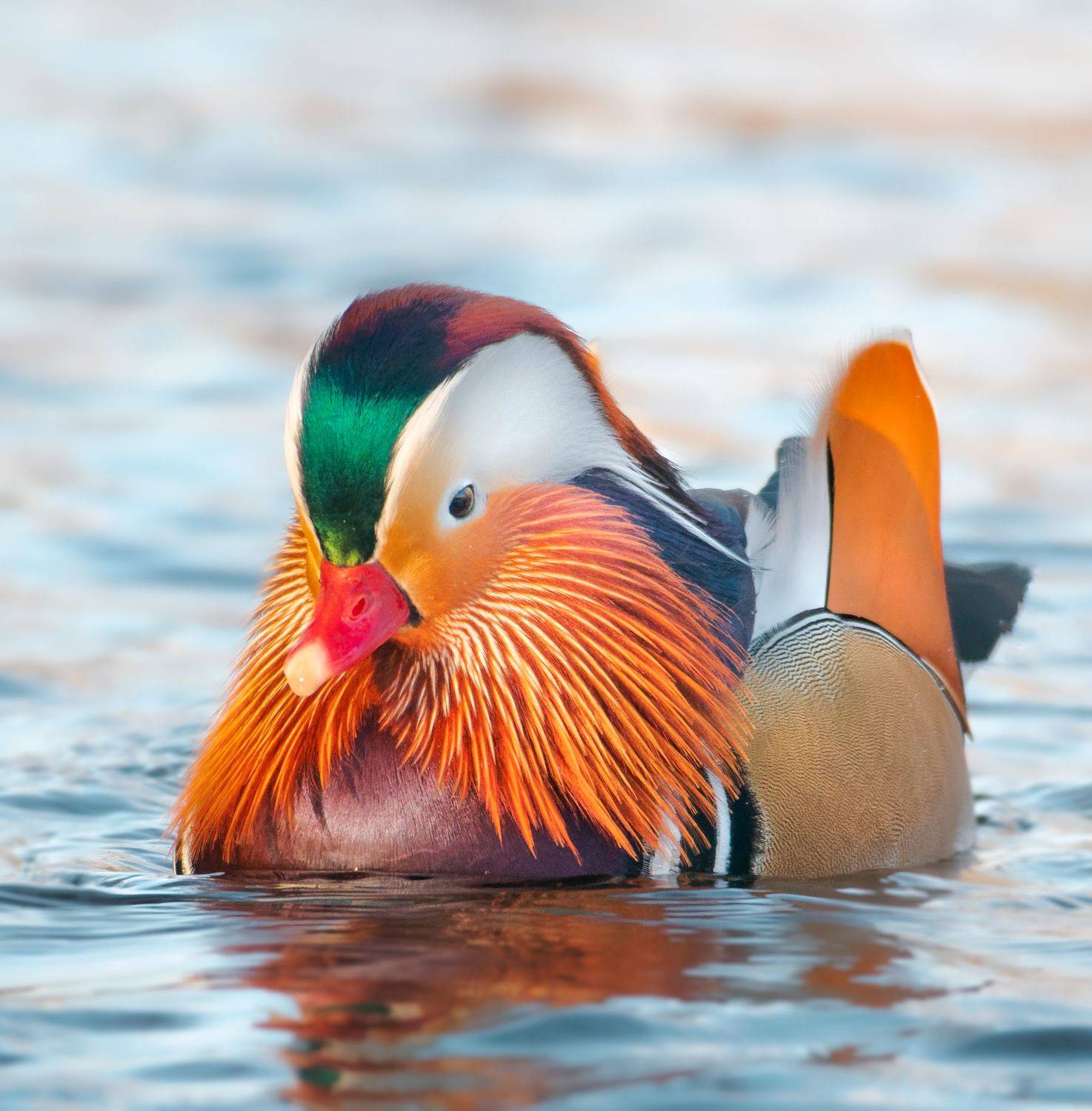 птицы России, птицы Москвы, фотоохота, наблюдение за птицами, птица, птицы, орнитология, nikon, birding, birdwatching, bird freak, Никон Александр