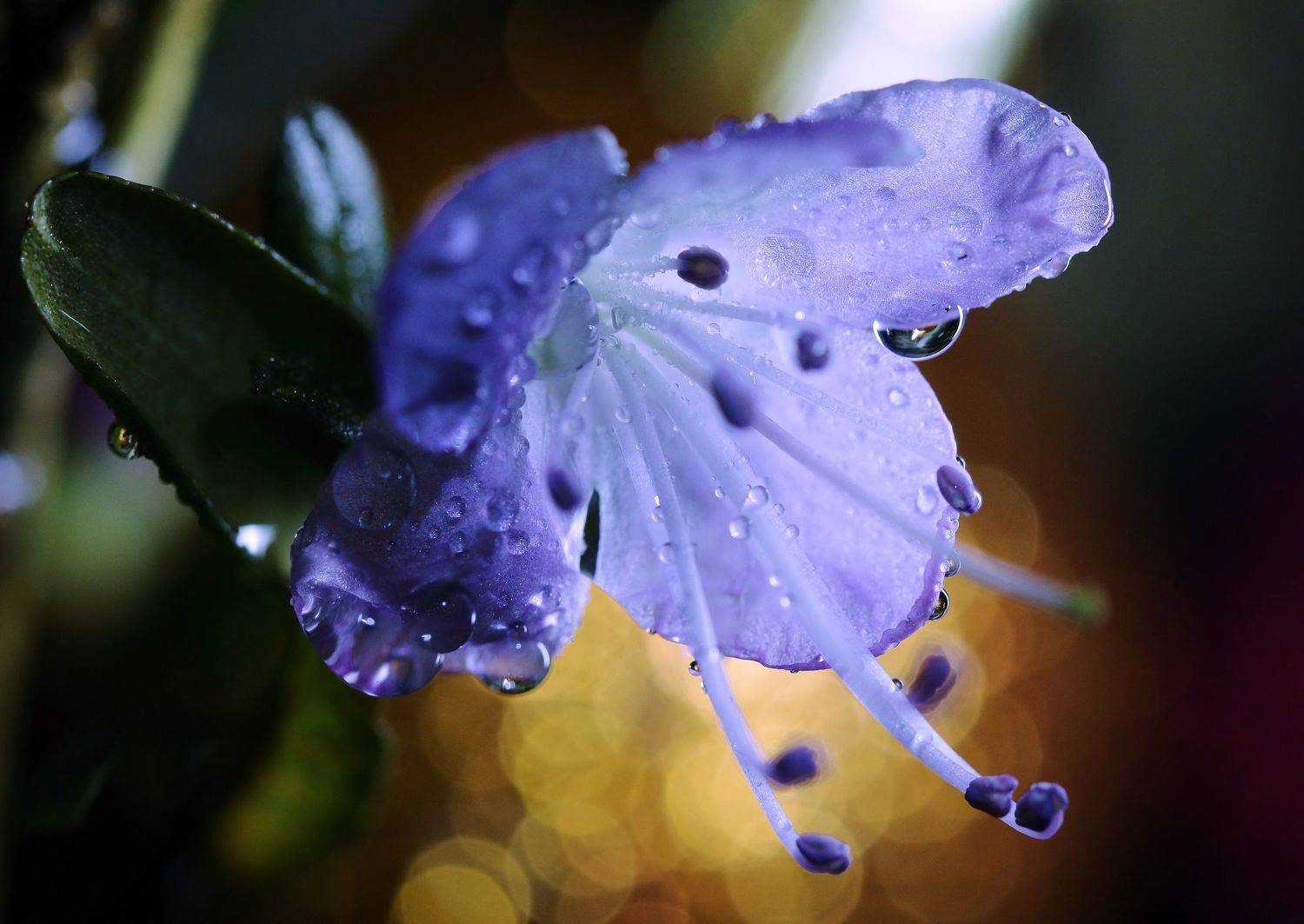 Багульник, Анатолий Савчук