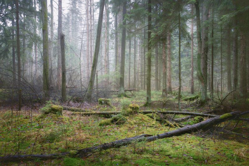 лес, осень, деревья, пейзаж, forest, woodland, trees, landscape, autumn В осеннем лесу фото превью