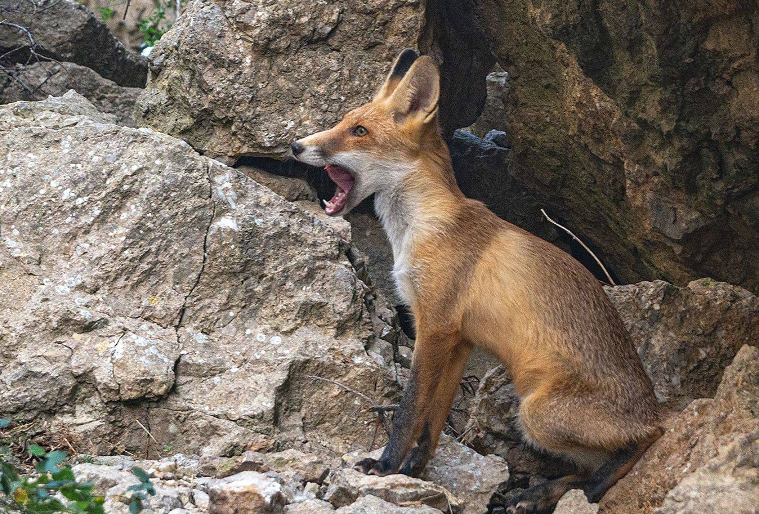 , Анатолий Зверев