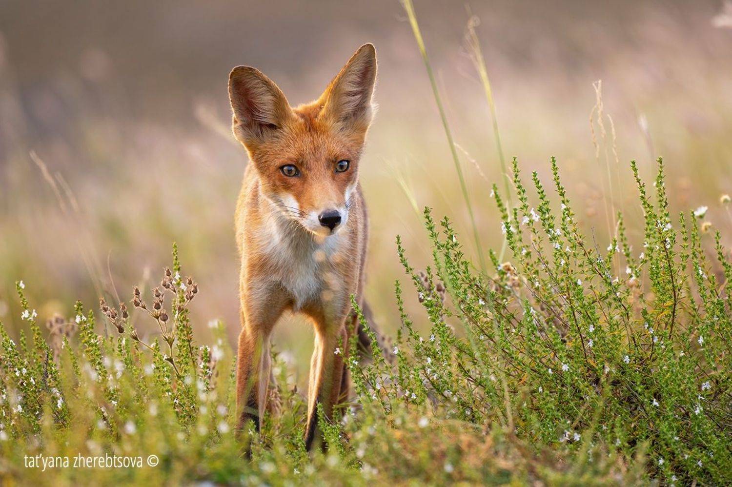 , Татьяна Жеребцова