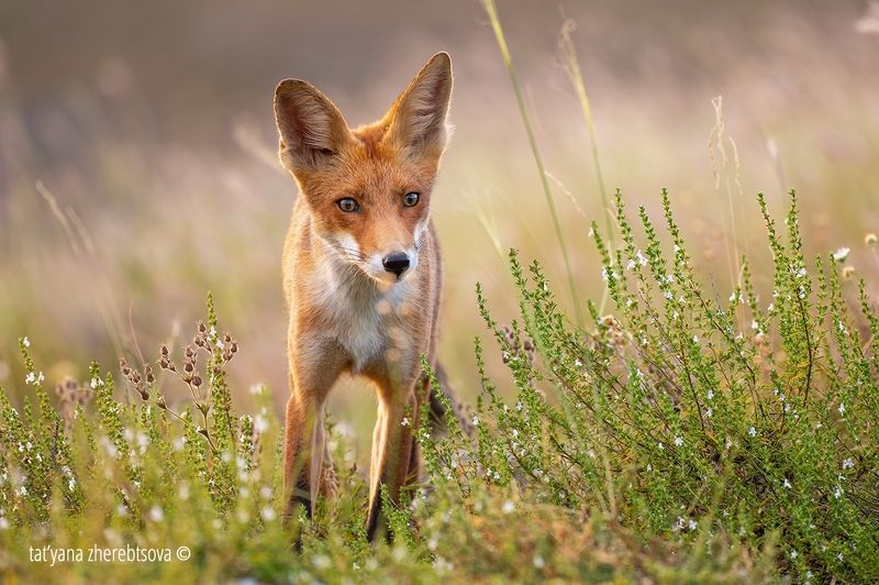 Лисёнок фото превью