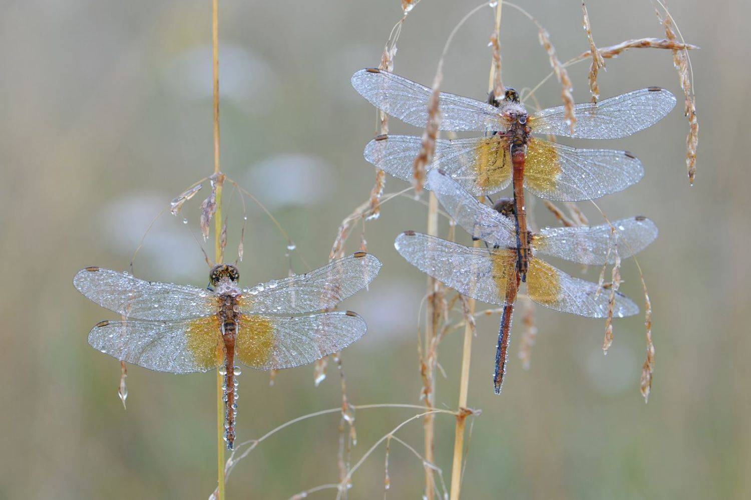 , Чистяков Андрей