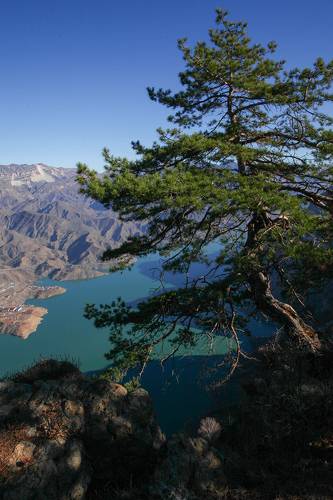 Горная сосна..