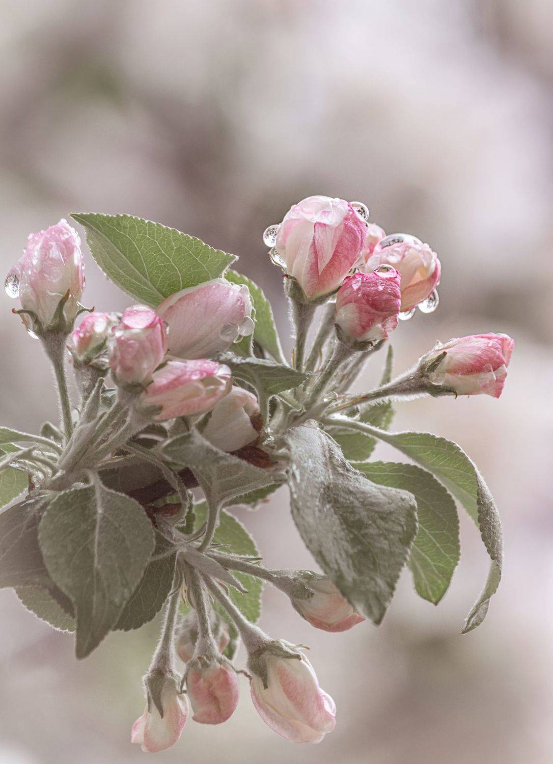 blossom, buds, apple, pink, spring,, Tonova Vania
