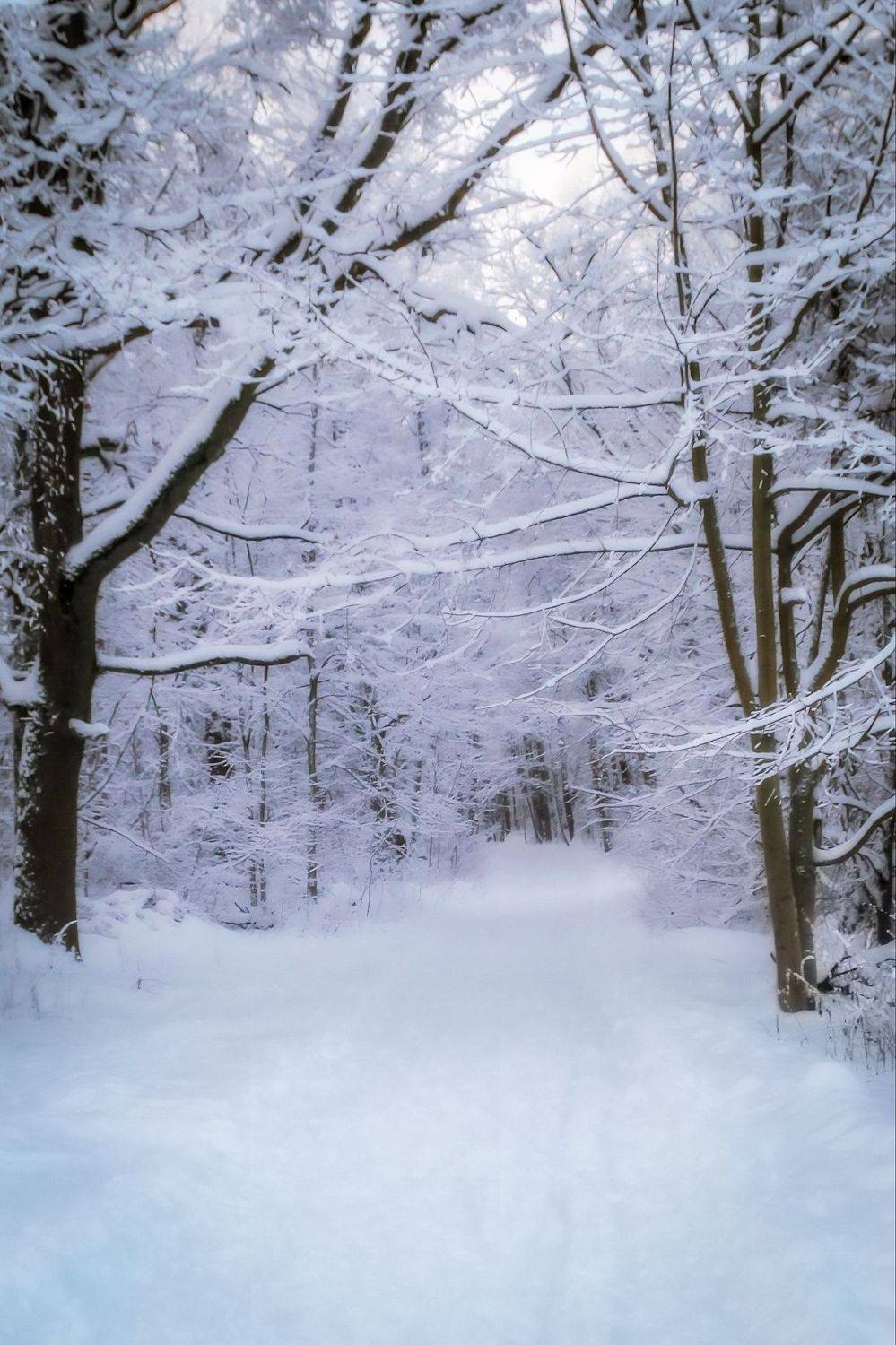зима, winter, природа, nature, landscape, пейзаж, лес, forest, Julia Kaissa
