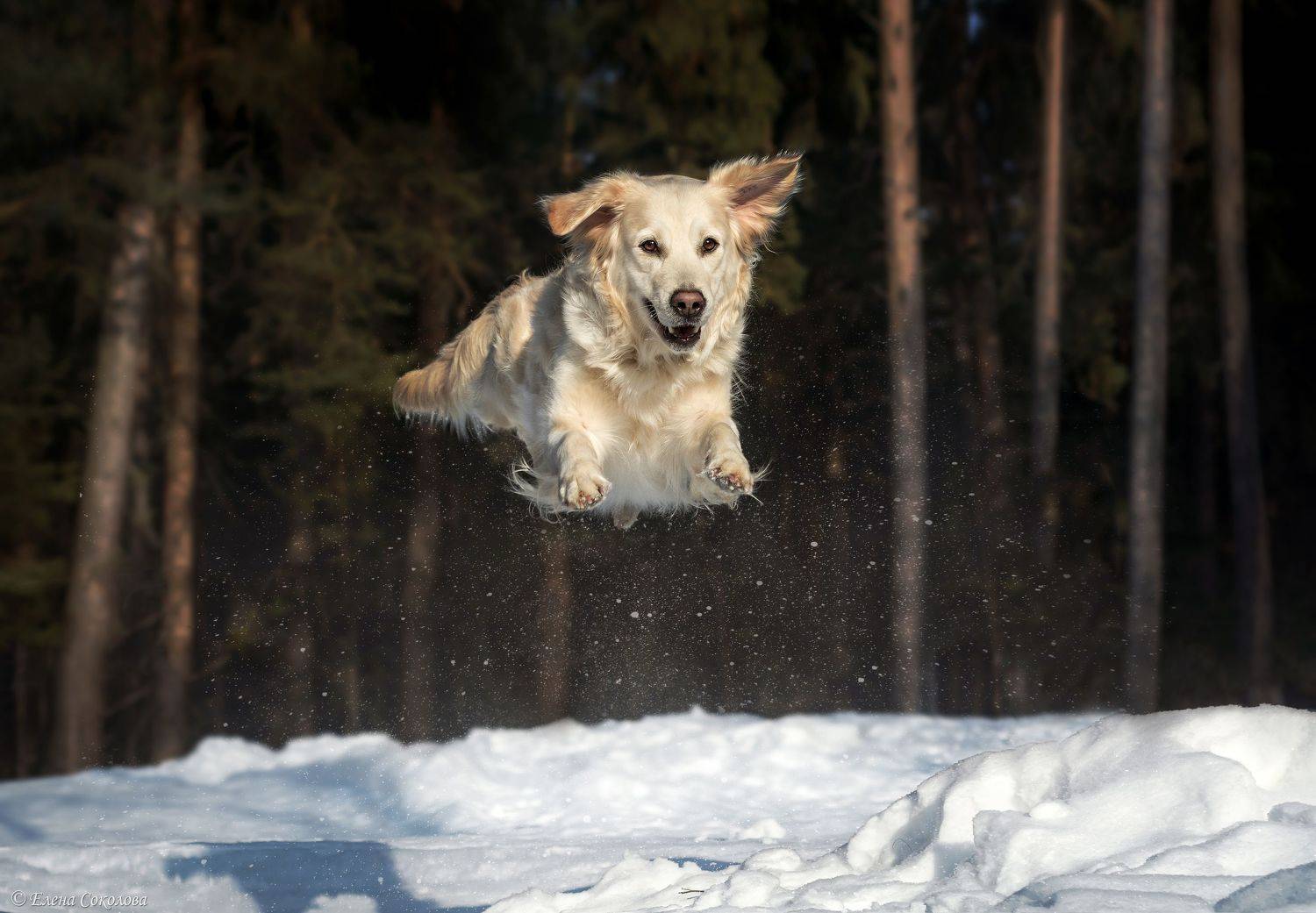 собака, голден ретривер, лес, зима, животные, Соколова Елена