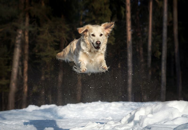собака, голден ретривер, лес, зима, животные Ума фото превью