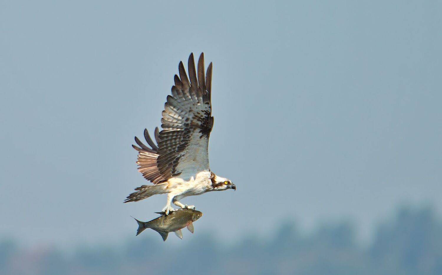 птицы, скопа, добыча, в полете, хищник, Дмитрий Михайлюк