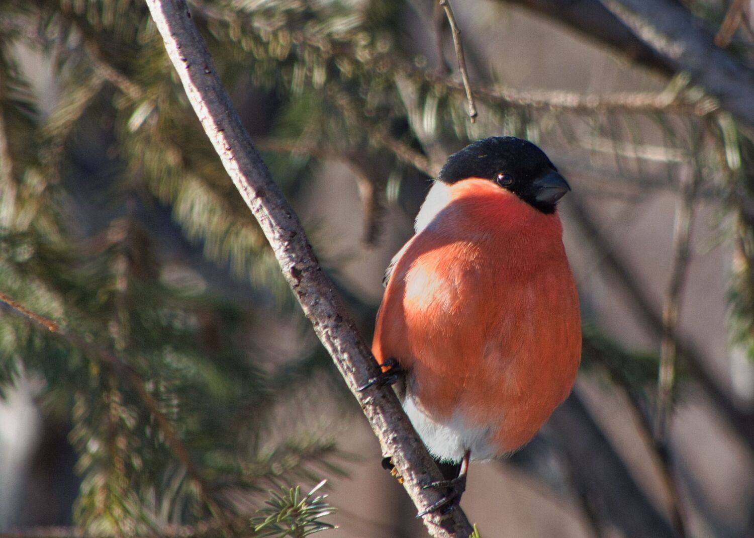 , Большаков Алексей