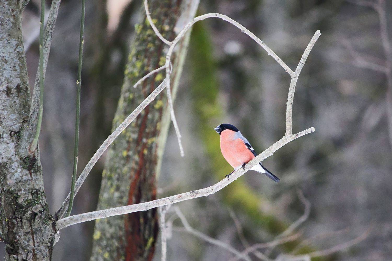 снегирь, КарОл