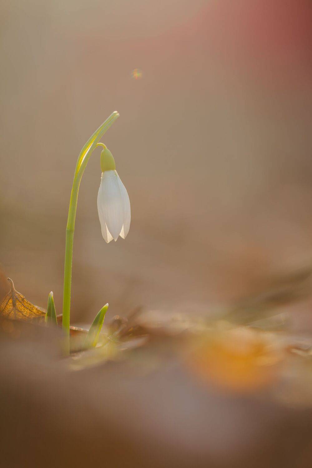 , Викулов Николай