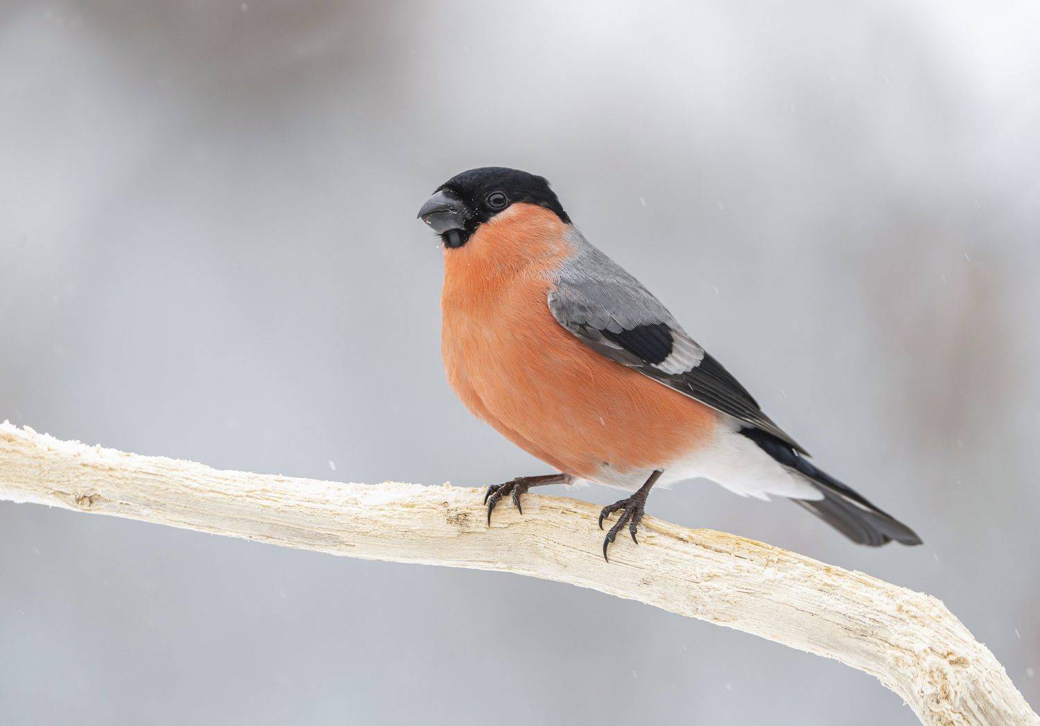 птицы,природа, зима, Андрей Киселёв