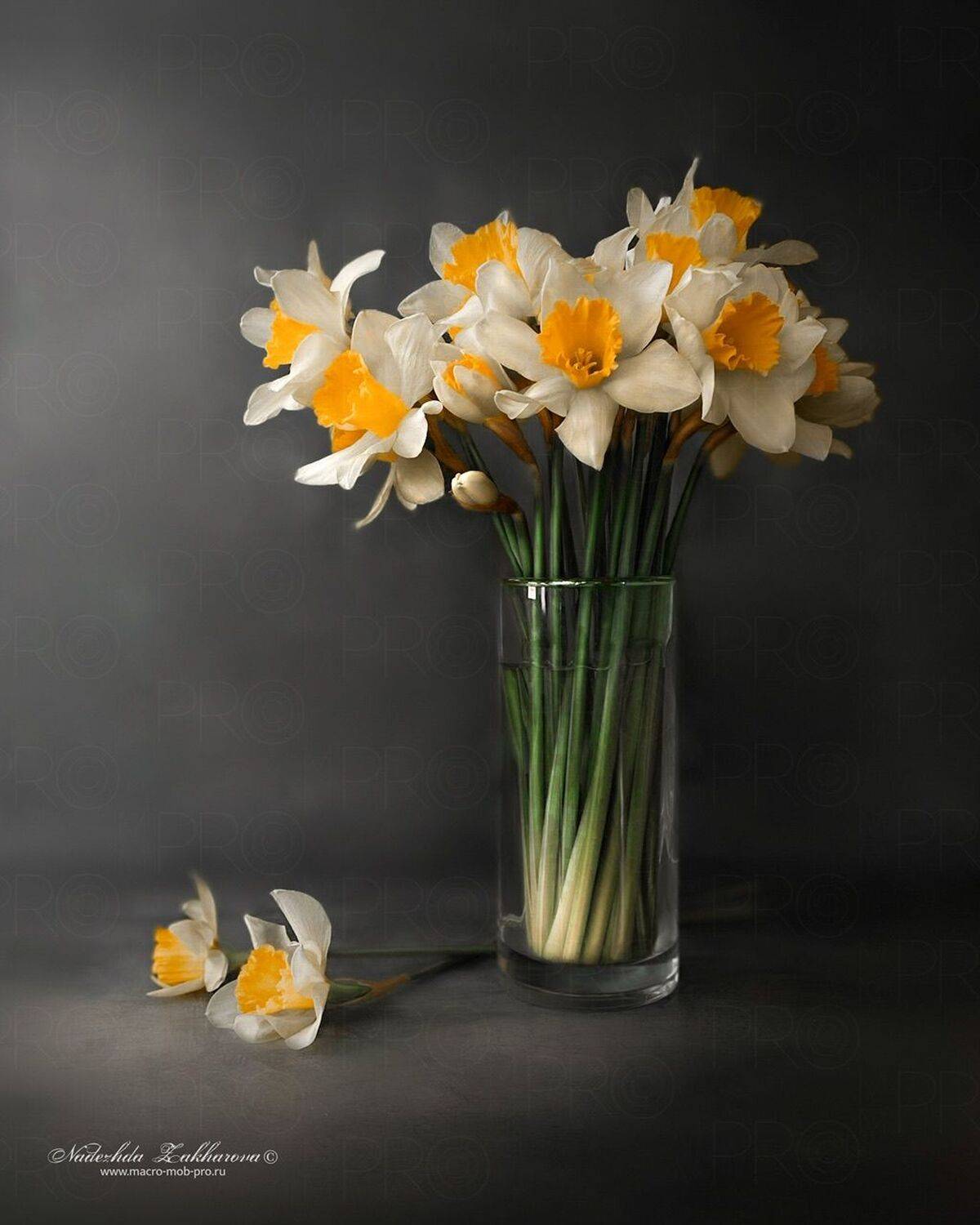 , Захарова Надежда